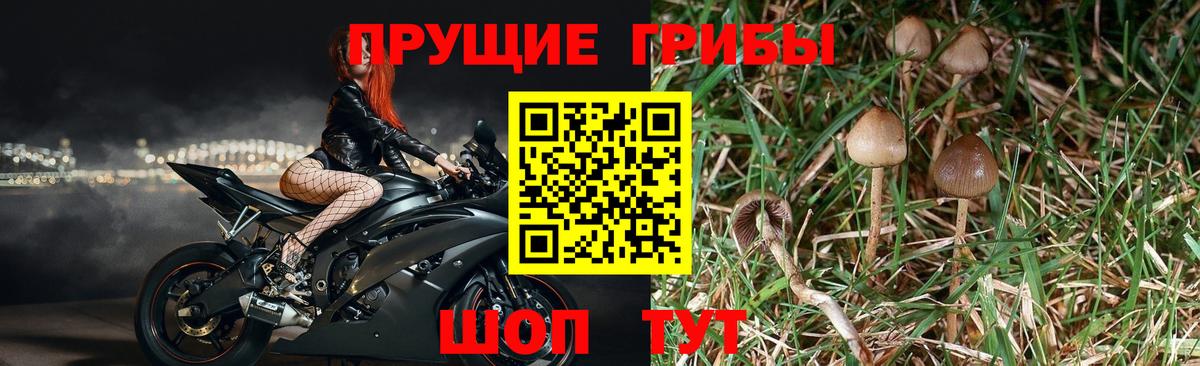 Псилоцибиновые грибы MAGIC MUSHROOMS Кандалакша